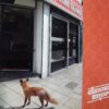 Chicken Shops EP - Upstart / Peaky Beats