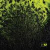 Sultry Venom - EVA808 - 3x12"
